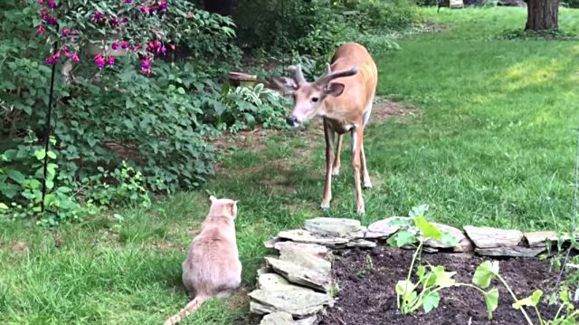 deercat1
