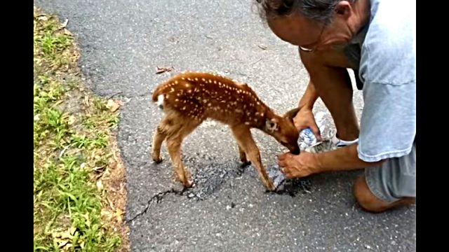 babydeer1