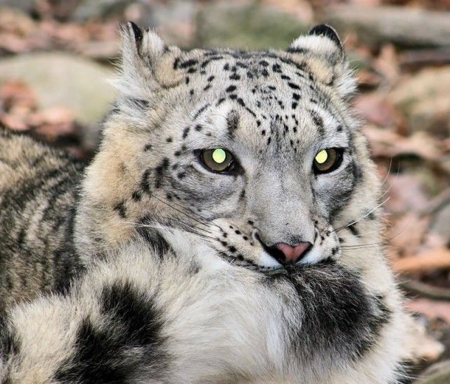 snowleopards9_e
