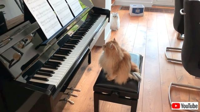 pianistcats3_640