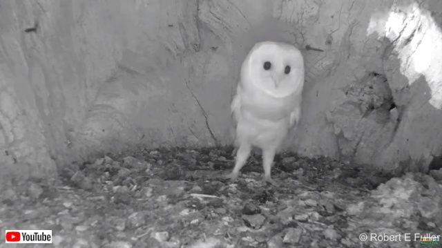 barnowlbaby1_640