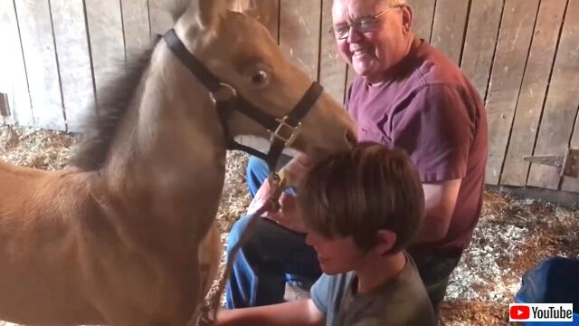 funnyhorses6_640