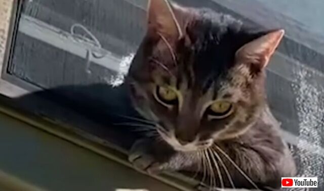 窓から外を眺める愛猫に「あなた何てことしてくれたの！」網戸を破った破壊神に切れ気味のご主人の怒りが炸裂