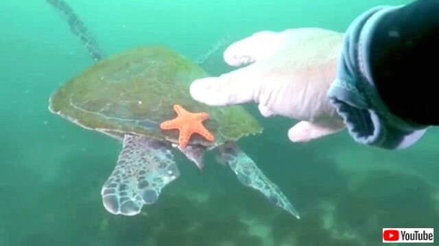 starfish4_640