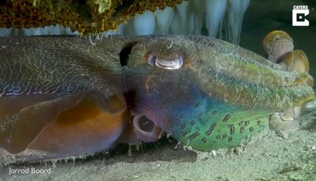 cuttlefish0_e