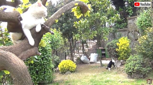 catsrbackinlove0_640