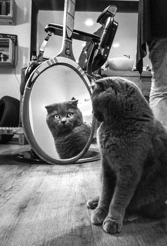 scottish-fold-italy_e