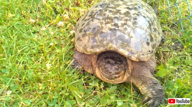 turtleclimbsfence6_640