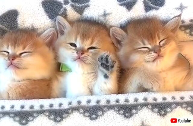 sleepykitties0_640