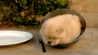 これぞ決定的瞬間 犬たちのあんな表情 こんな仕草を 写真とgif画像で見てみよう マランダー これぞ決定的瞬間 犬たちのあんな表情 こんな仕草を 写真とgif画像で見てみよう マランダー