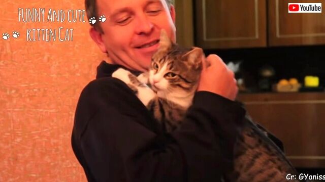 emotionalcats6_640