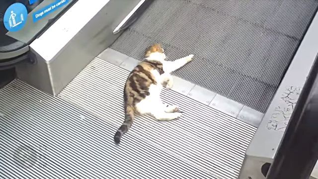catvalator1
