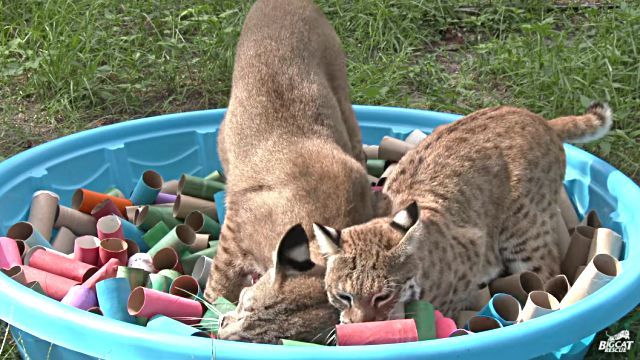 bobcats2