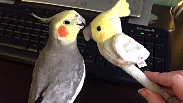 honkingalex0