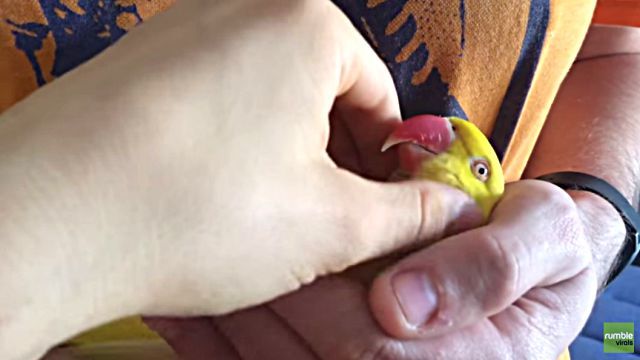 relaxingparrot6