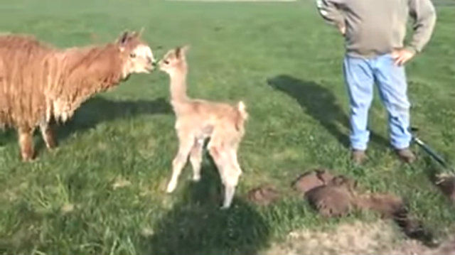 alpacababy5