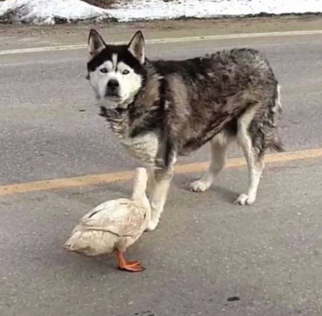 dog-duck-friendship-max-quackers3