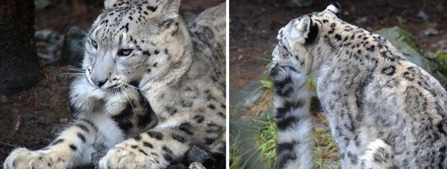 snowleopards11_e
