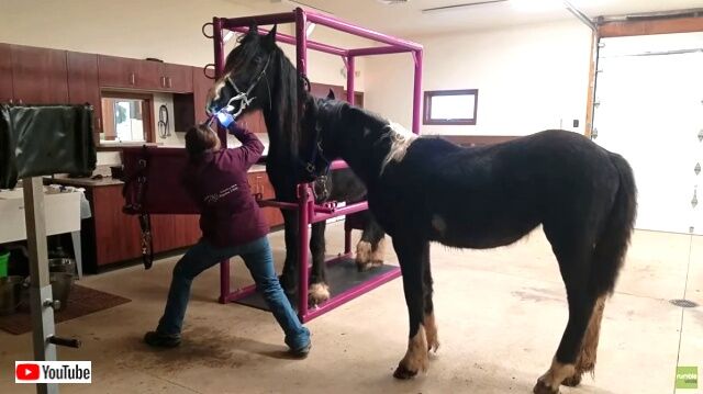 horsedentist1_640