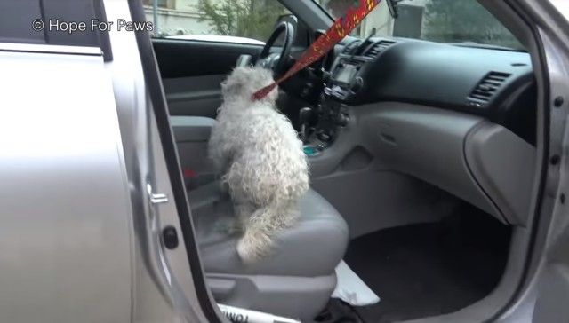 saddog9_e