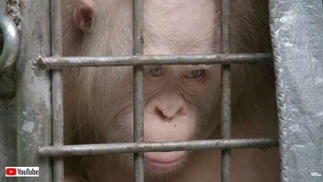 albinoorangutan2_640
