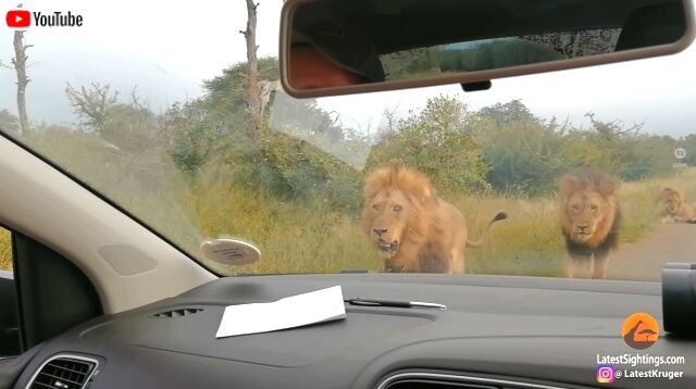 lions5_640
