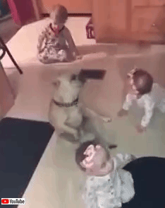 dogsnbabies