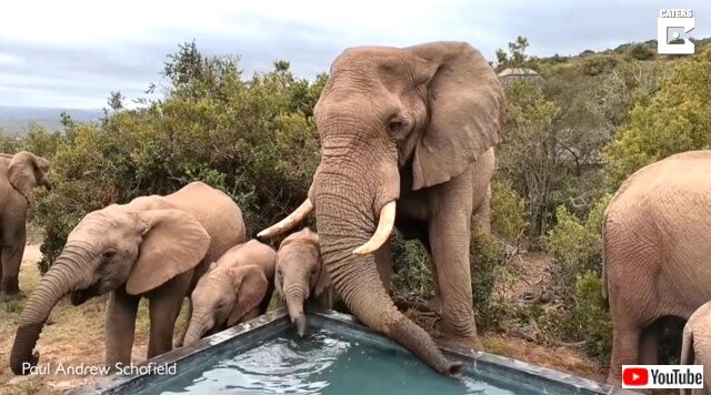 elephants6_640