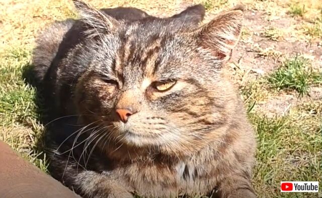 猫氏「ここのおうちなら飼われてあげてもいいニャ！」そして野良猫が家族になった！