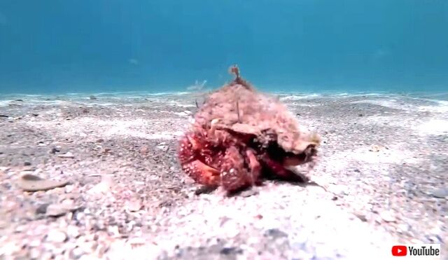 hermitcrab1_640