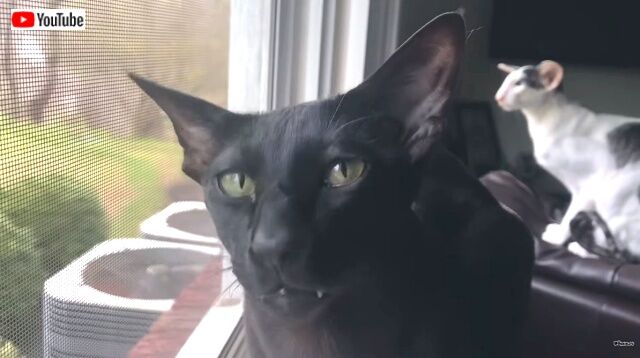 catsview5_640