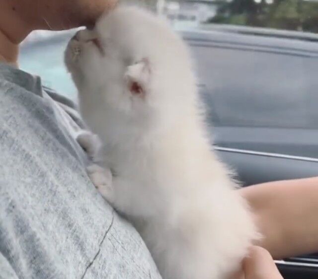 driveinwkitten4_e