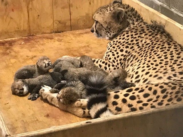 cheetah-eight-cubs-st-louis-zoo-7-5a4f6fd5320e5__700_e