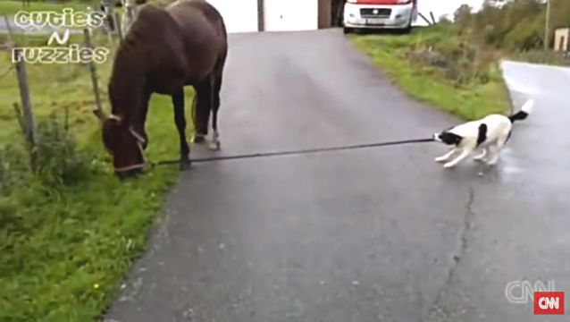 dogpullshorse1