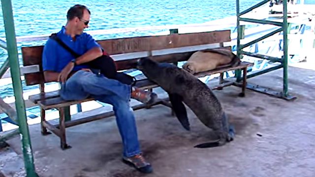 GalapagosSeaLion1
