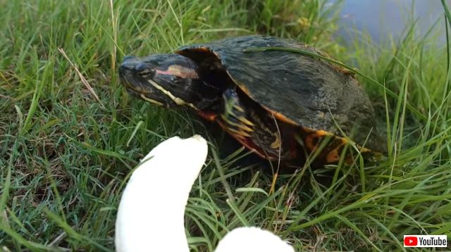 turtlesnbanana3_640