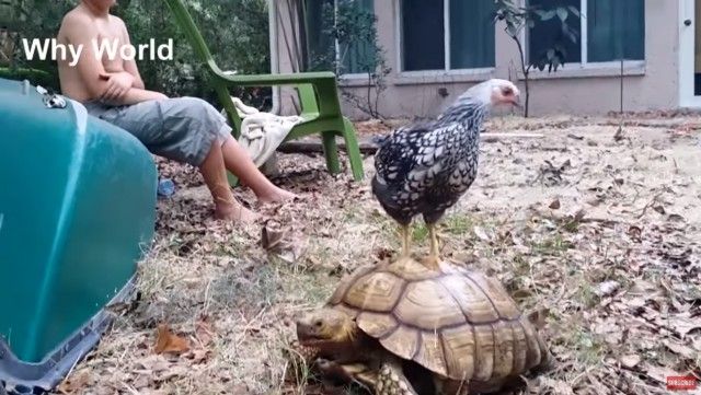 funnyroosers5_e