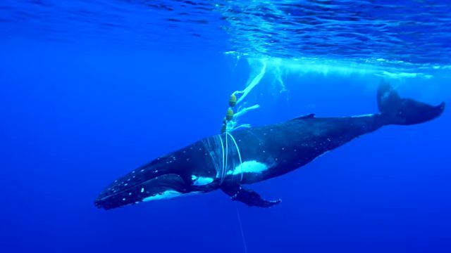 whaleneedshelp0