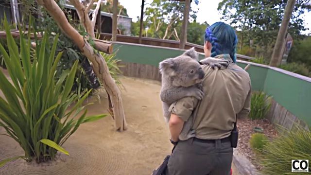 koala3