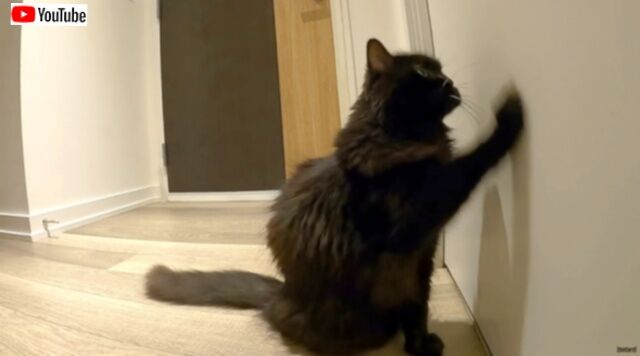 トイレくらいゆっくり行かせてほしい…。ドアの前の愛猫を何とかしてほしいと思う瞬間