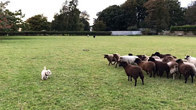 Sheepdog2