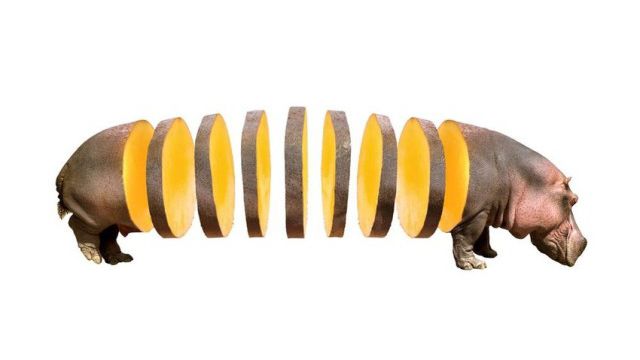 fruitsanimals3_ea