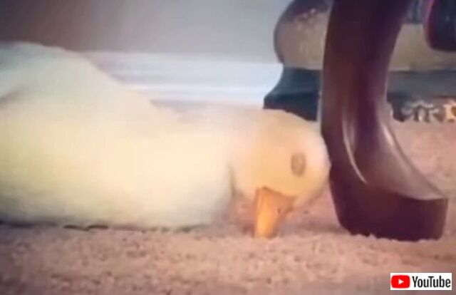 sleepyduck1_640