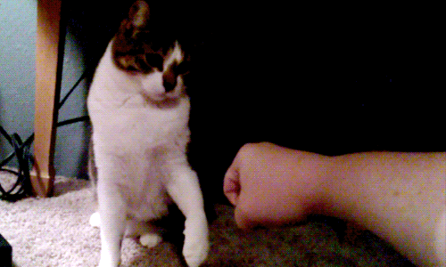 cat-bros-that-will-never-leave-you-hanging-8