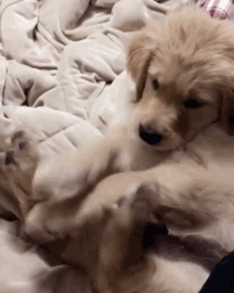 cute-labrador-retrievers-290-5a97be5ddd853__700