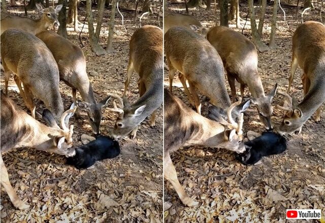 deerlickcat2_640
