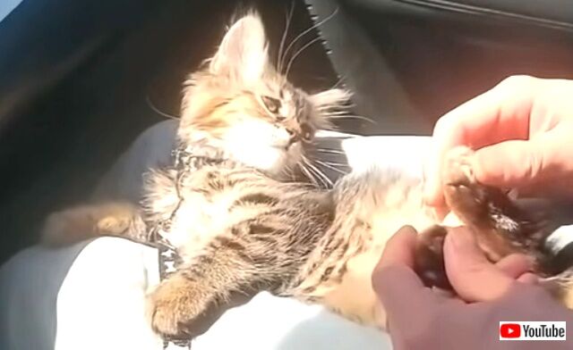 drivingcats2_640