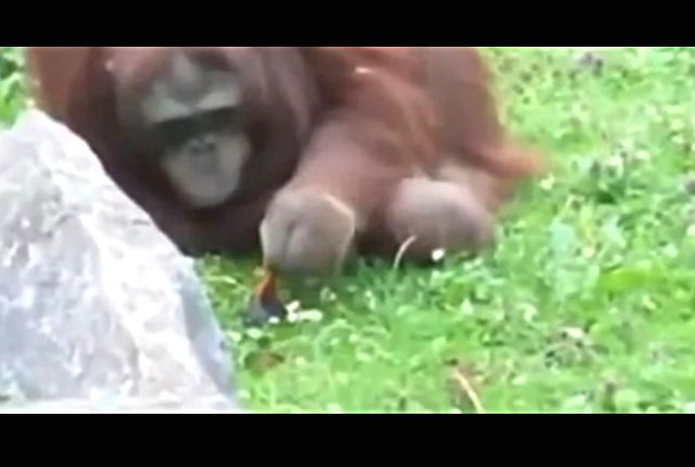 helpanimals1