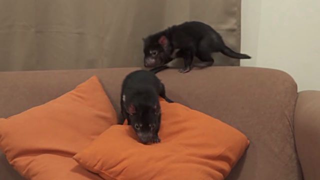 TasmanianDevil4