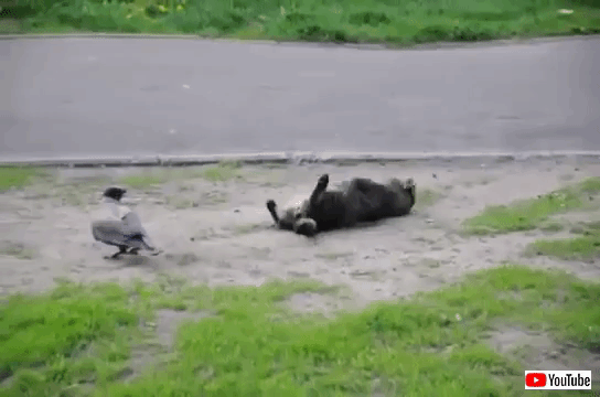 catnbird